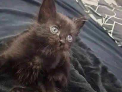 Gato raça SRD-ViraLata idade Abaixo de 2 meses nome .