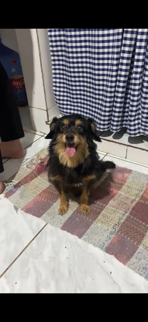 Cachorro raça SRD-ViraLata idade 6 ou mais anos nome Theo 