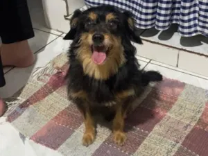 Cachorro raça SRD-ViraLata idade 6 ou mais anos nome Theo 
