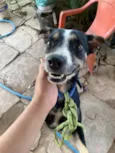 Pincher
