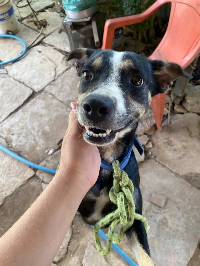 Cachorro raça Pinscher idade 2 anos nome Pincher