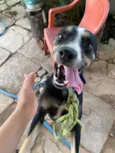 Pincher