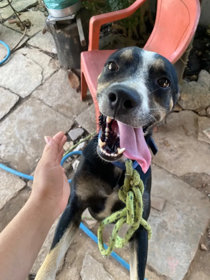 Cachorro raça Pinscher idade 2 anos nome Pincher