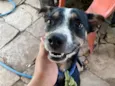 Pincher