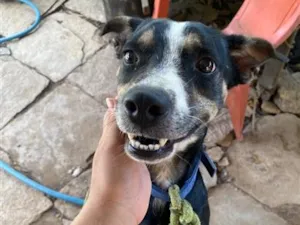 Cachorro raça Pinscher idade 2 anos nome Pincher