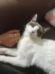Vodka