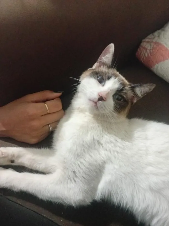 Gato raça SRD-ViraLata idade 3 anos nome Vodka