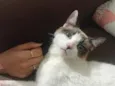 Vodka