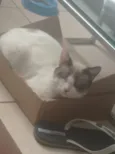 Vodka
