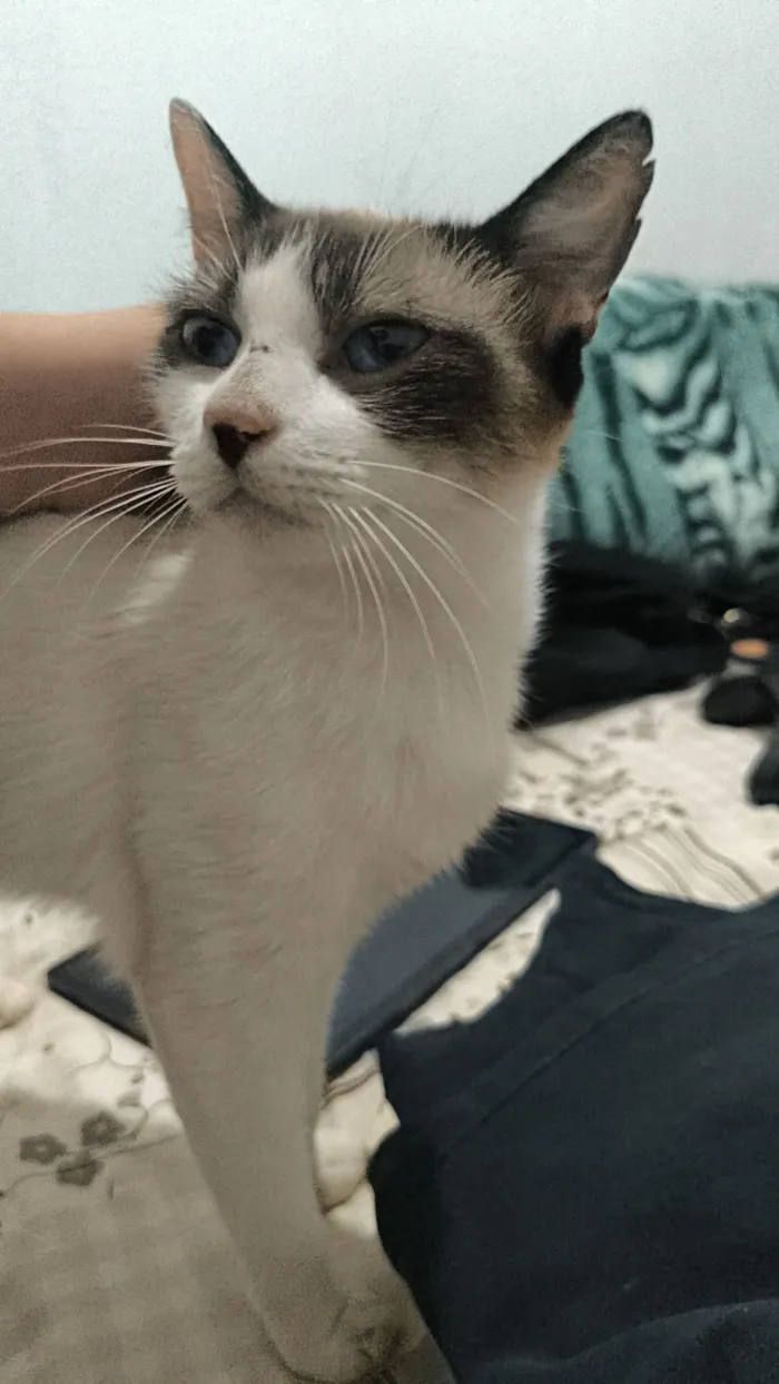 Gato raça SRD-ViraLata idade 3 anos nome Vodka