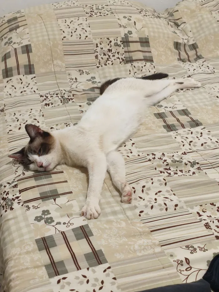Gato raça SRD-ViraLata idade 3 anos nome Vodka