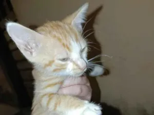 Gato raça SRD-ViraLata idade Abaixo de 2 meses nome lua