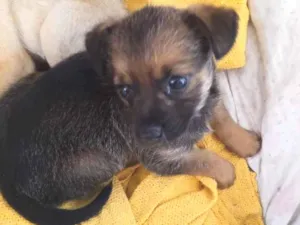 Cachorro raça SRD-ViraLata idade Abaixo de 2 meses nome caramelo e  chocolate