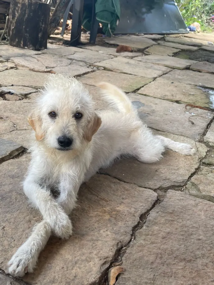 Cachorro raça SRD-ViraLata idade 4 anos nome Ralf