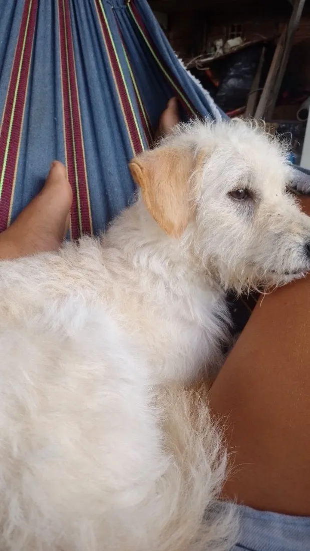 Cachorro raça SRD-ViraLata idade 4 anos nome Ralf