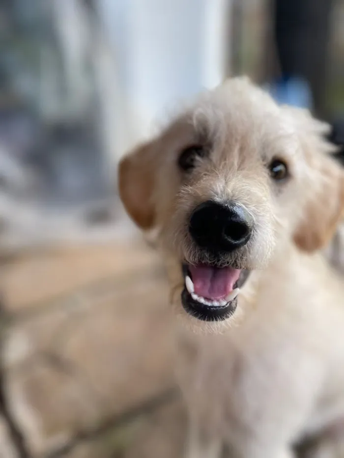 Cachorro raça SRD-ViraLata idade 4 anos nome Ralf