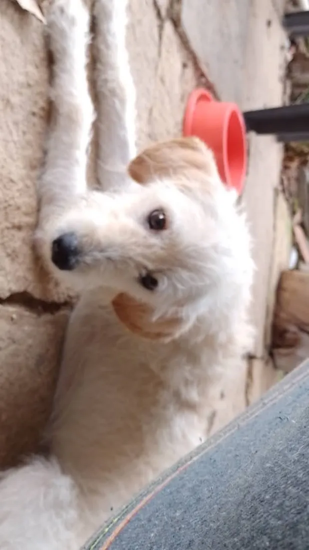 Cachorro raça SRD-ViraLata idade 4 anos nome Ralf