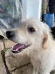 Ralf