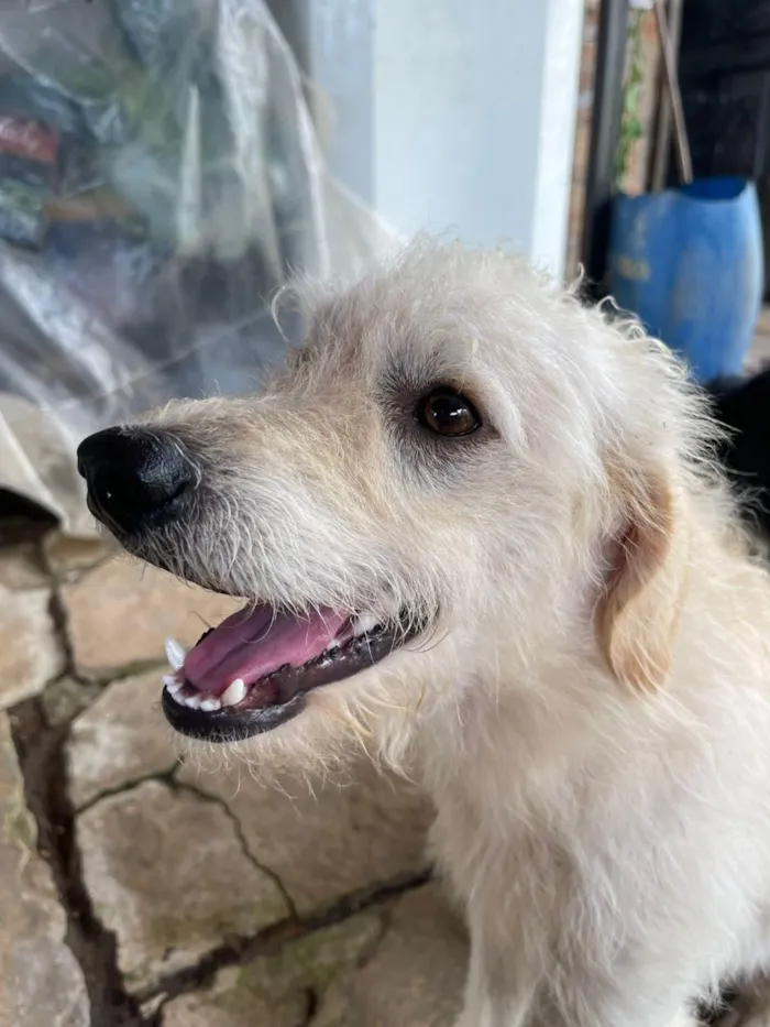 Cachorro raça SRD-ViraLata idade 4 anos nome Ralf