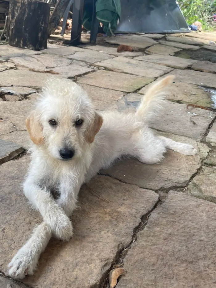 Cachorro raça SRD-ViraLata idade 4 anos nome Ralf