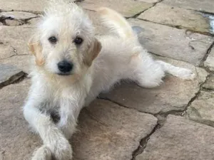 Cachorro raça SRD-ViraLata idade 4 anos nome Ralf