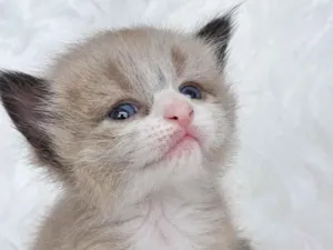 Gato raça SRD-ViraLata idade Abaixo de 2 meses nome Joca