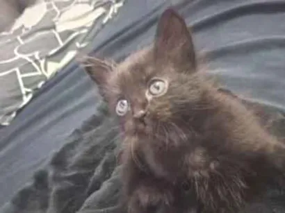 Gato raça SRD-ViraLata idade Abaixo de 2 meses nome .