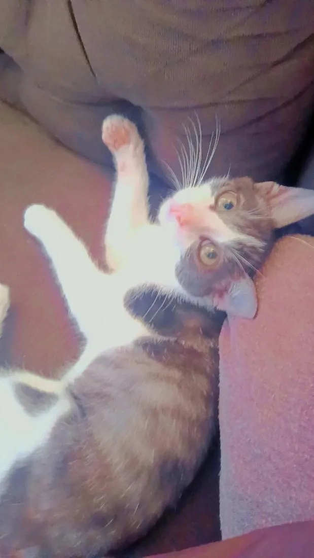 Gato raça SRD-ViraLata idade Abaixo de 2 meses nome pitoco 