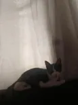 pitoco 