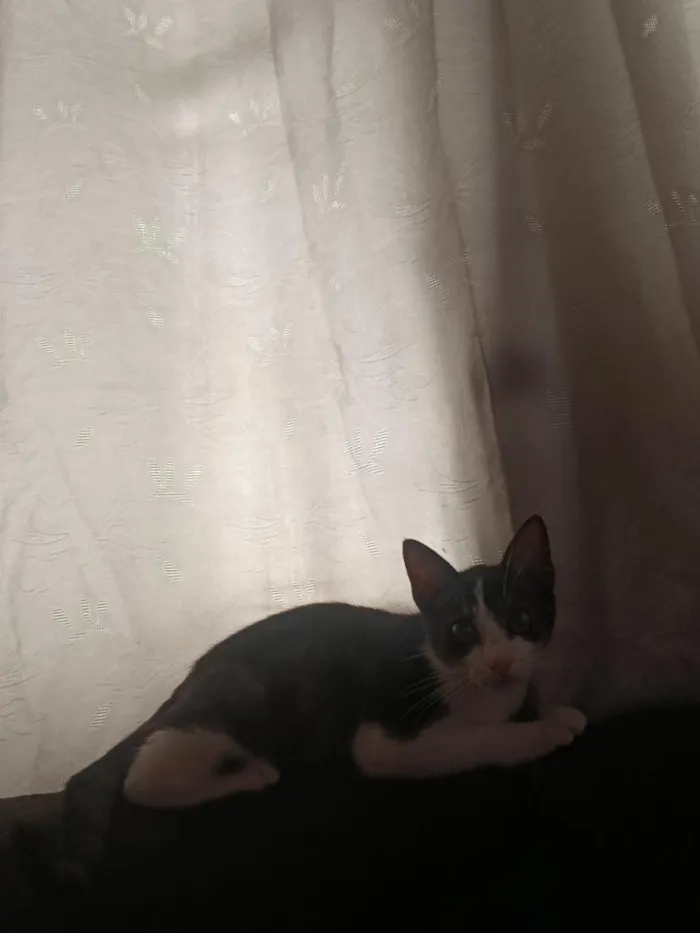 Gato raça SRD-ViraLata idade Abaixo de 2 meses nome pitoco 