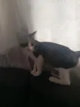 pitoco 