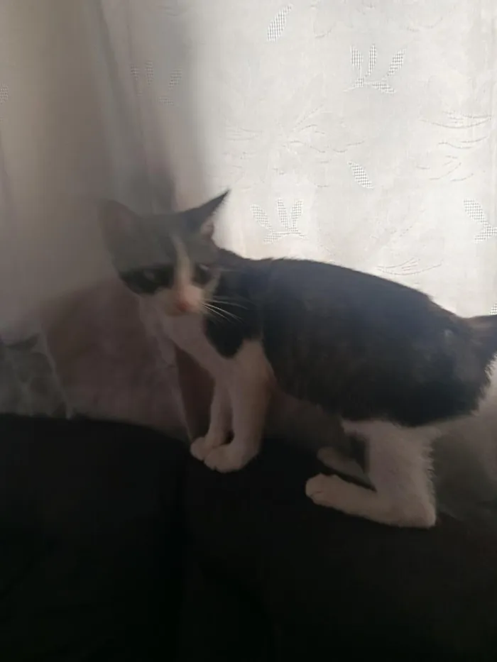 Gato raça SRD-ViraLata idade Abaixo de 2 meses nome pitoco 