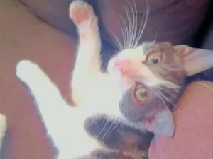 Gato raça SRD-ViraLata idade Abaixo de 2 meses nome pitoco 