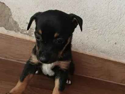 Cachorro raça SRD-ViraLata idade 2 a 6 meses nome não tem nome