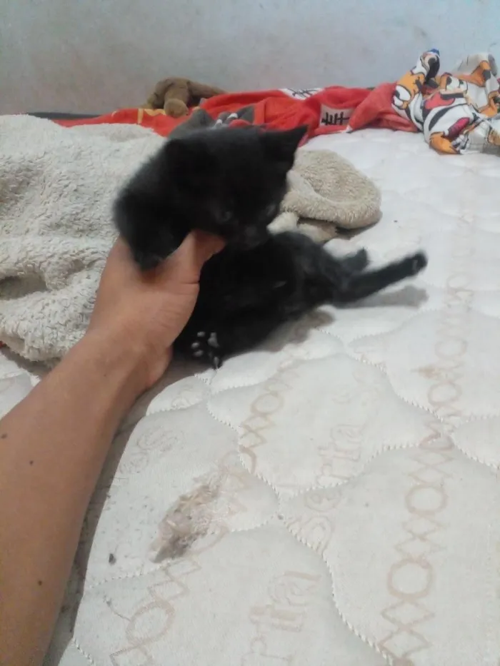 Gato raça Siamês idade Abaixo de 2 meses nome não tem nome