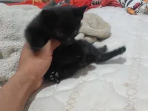 Gato raça Siamês idade Abaixo de 2 meses nome não tem nome