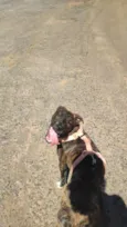 Cacau