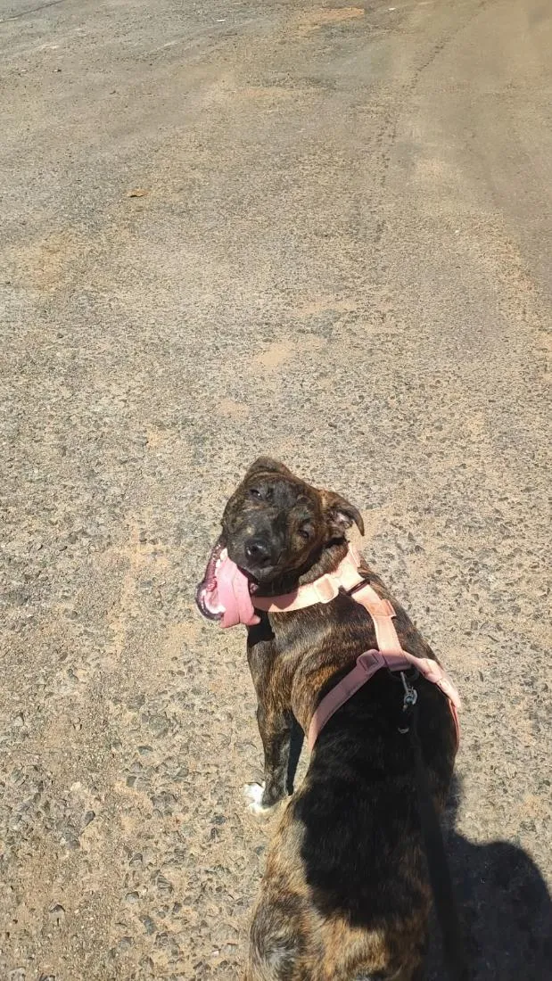 Cachorro raça SRD-ViraLata idade 7 a 11 meses nome Cacau