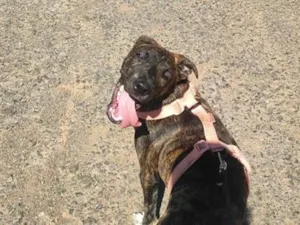 Cachorro raça SRD-ViraLata idade 7 a 11 meses nome Cacau