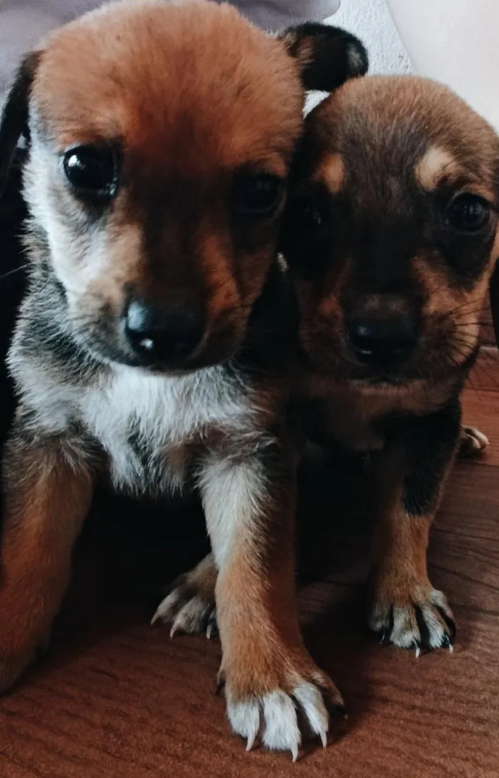 Cachorro raça SRD-ViraLata idade 2 a 6 meses nome não tem nome