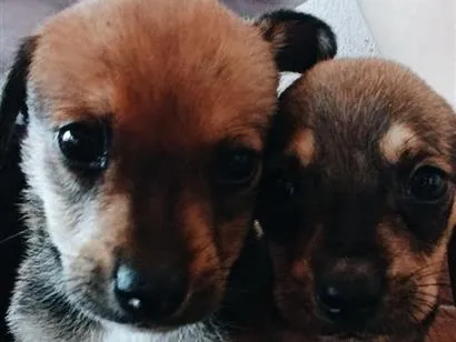 Cachorro raça SRD-ViraLata idade 2 a 6 meses nome não tem nome
