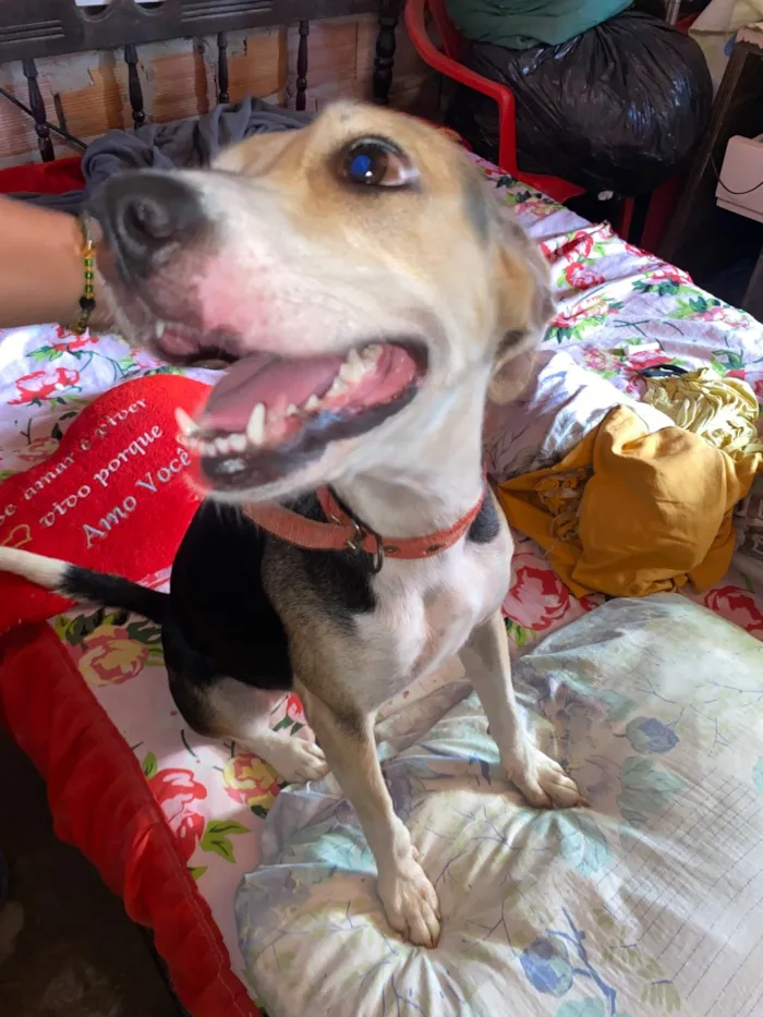 Cachorro raça SRD-ViraLata idade 2 anos nome Milly