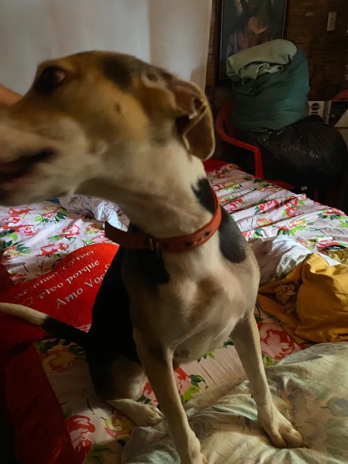 Cachorro raça SRD-ViraLata idade 2 anos nome Milly