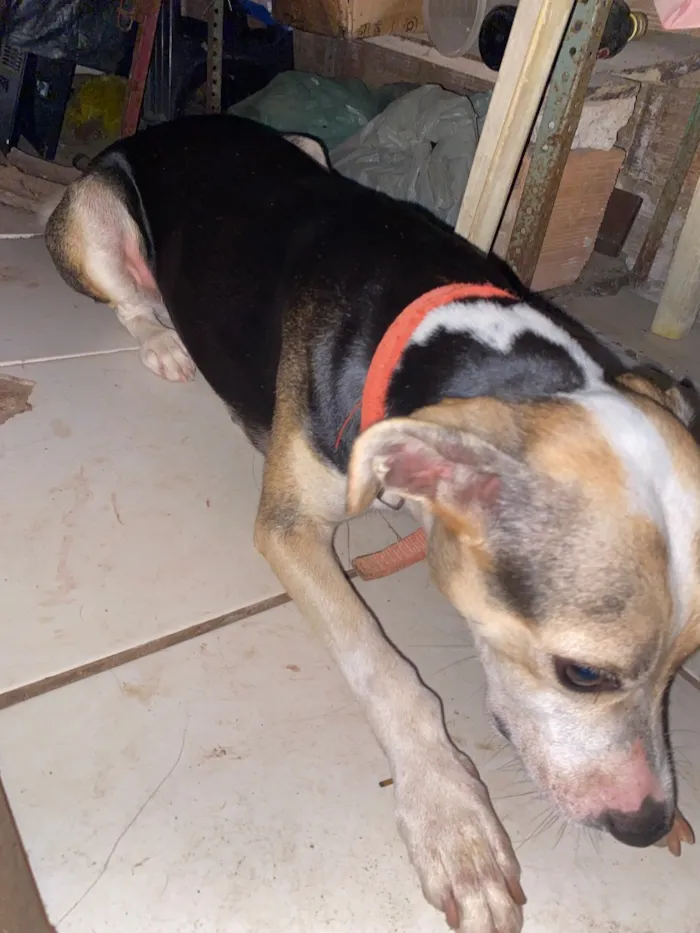 Cachorro raça SRD-ViraLata idade 2 anos nome Milly