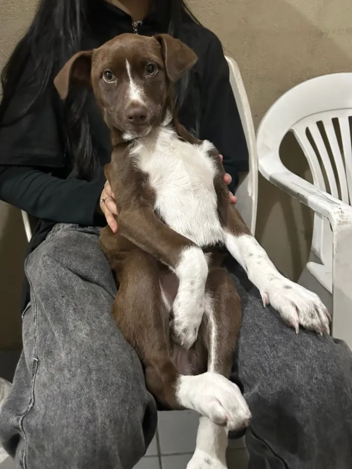 Cachorro raça SRD-ViraLata idade 7 a 11 meses nome Estrela