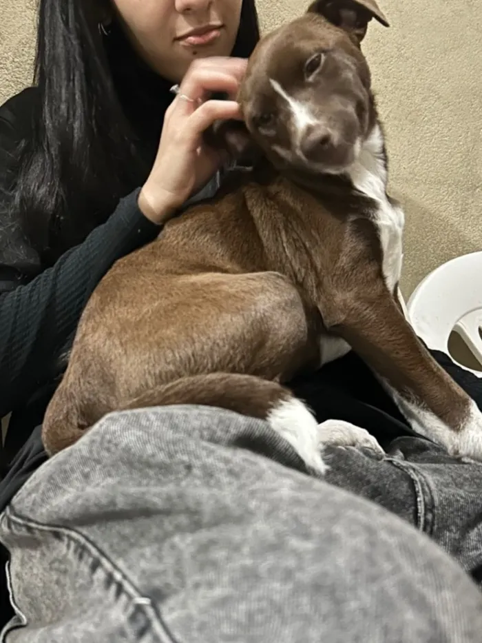 Cachorro raça SRD-ViraLata idade 7 a 11 meses nome Estrela