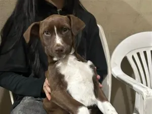 Cachorro raça SRD-ViraLata idade 7 a 11 meses nome Estrela
