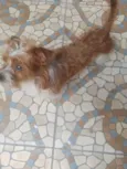 bob