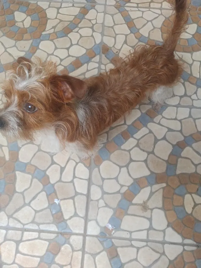 Cachorro raça SRD-ViraLata idade 1 ano nome bob