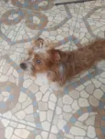 bob